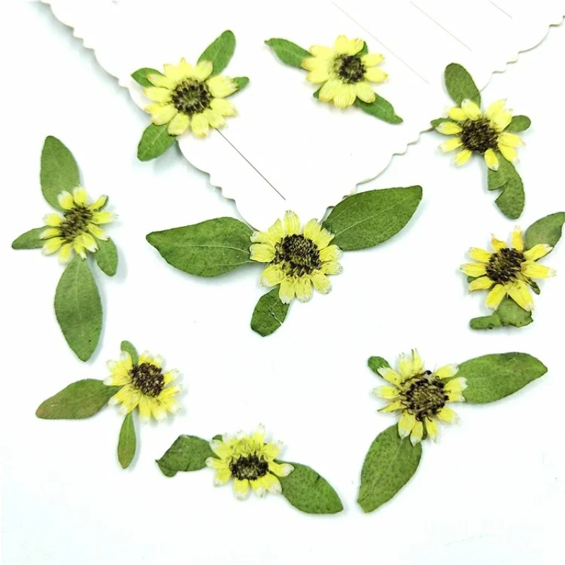 Art Craft 2 Year Olds - 24 Stück, natürliche gepresste Mini-Sonnenblumen, echt