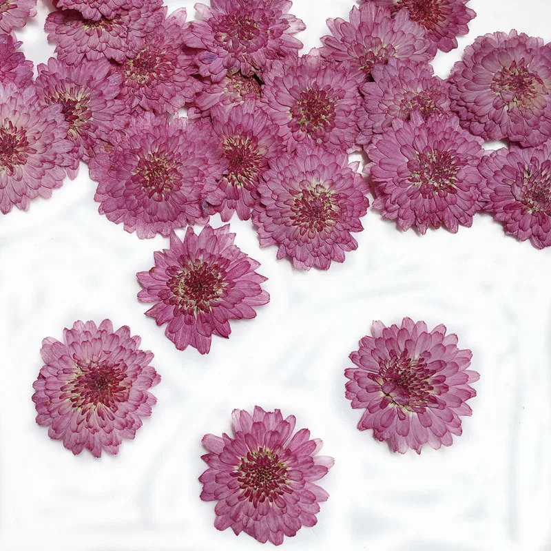 Natur gepresste Blumen echte g – Art Craft 2 Year Olds Bewertung und Preis