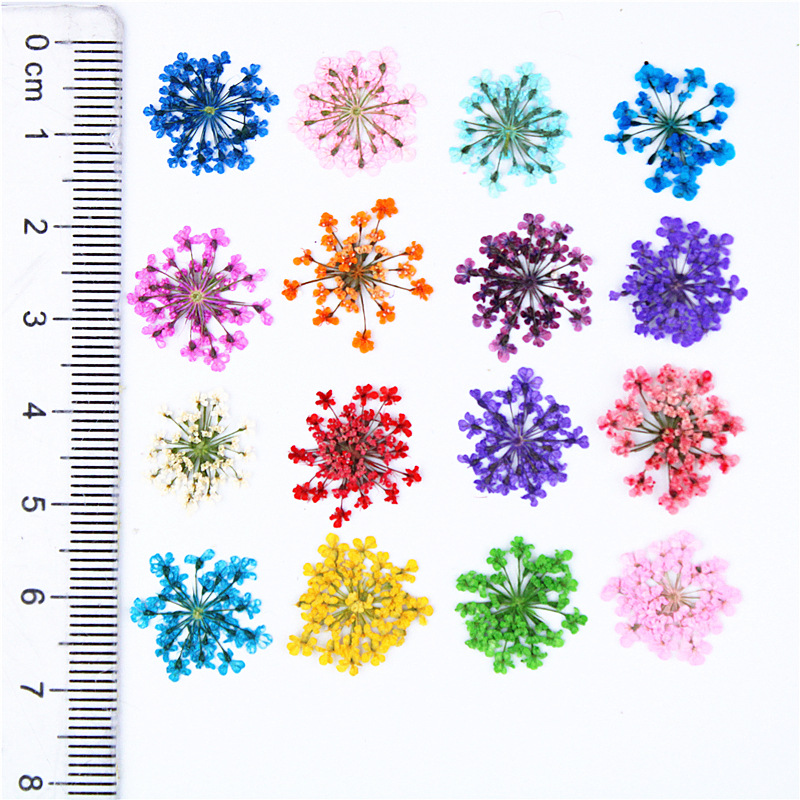 12/24pcs gepresste Blume Schne – Art Craft 2 Year Olds Bewertung und Preis
