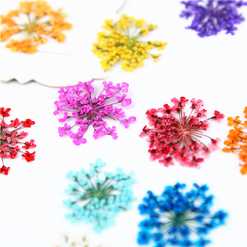12/24pcs gepresste Blume Schne – Art Craft 2 Year Olds Bewertung und Preis