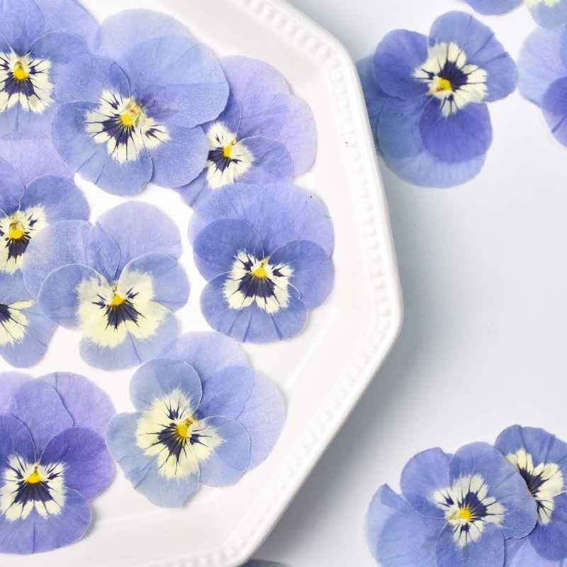 24 Stück, Echte Hellblaue Stie – Art Craft 2 Year Olds Bewertung und Preis
